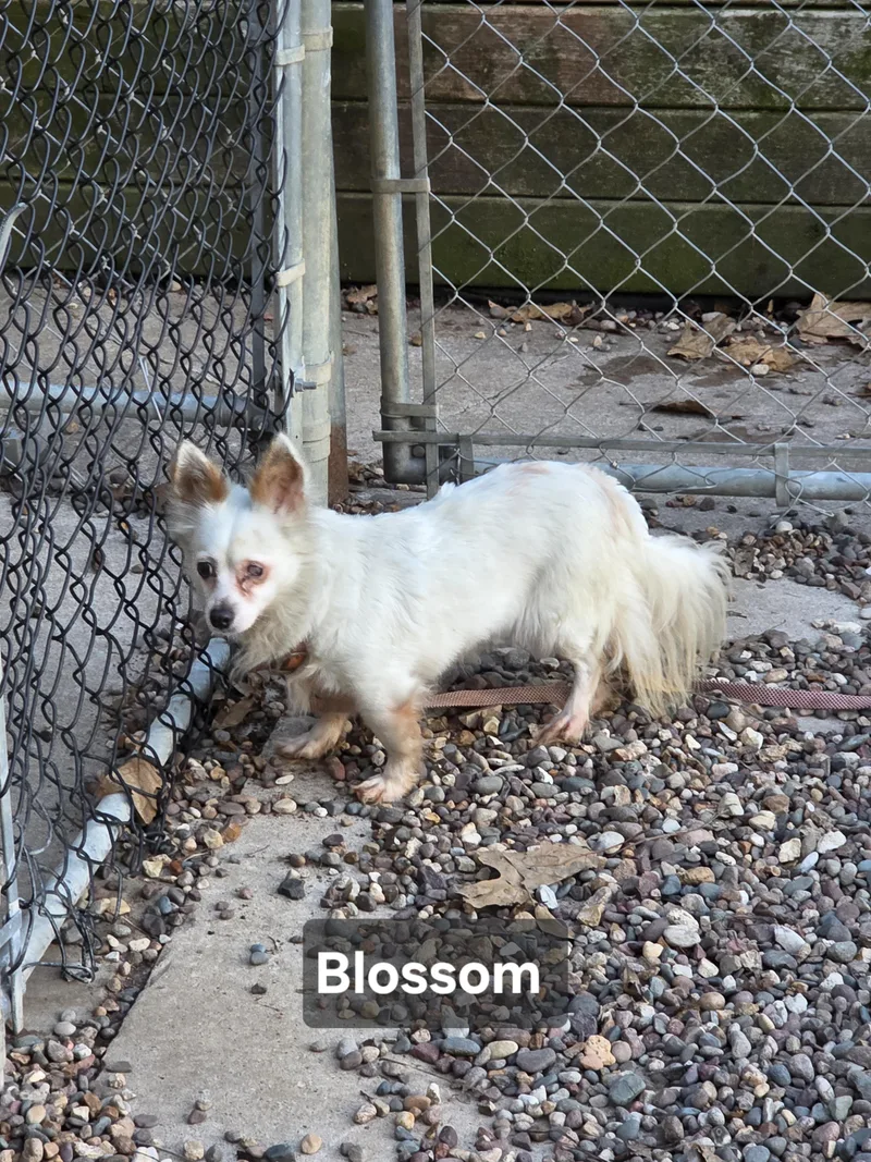 Blossom thumbnail 2