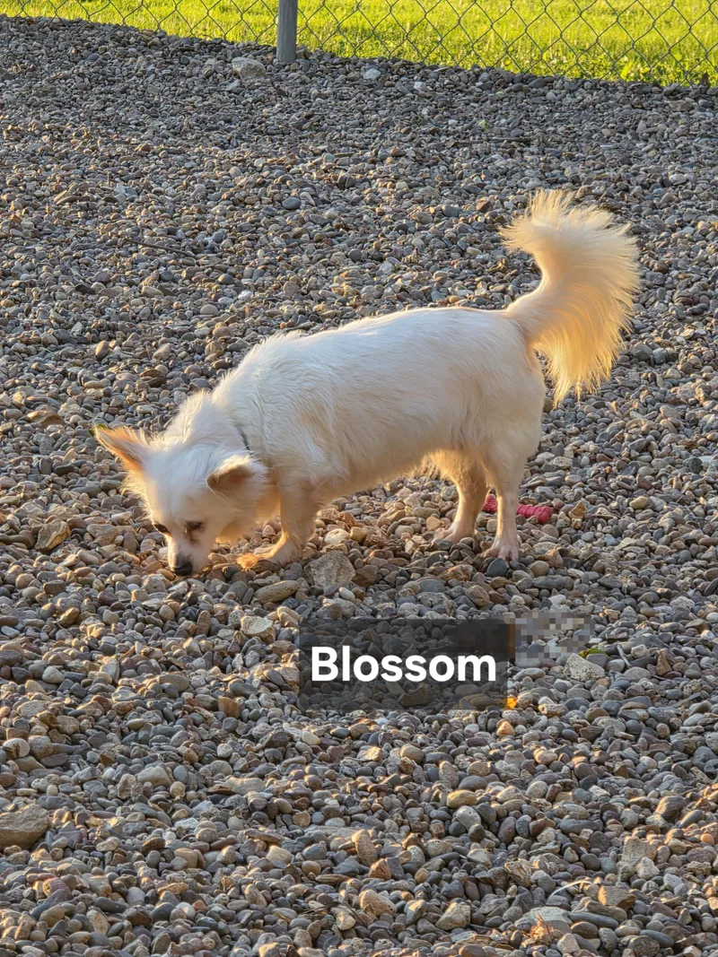 Blossom thumbnail 3