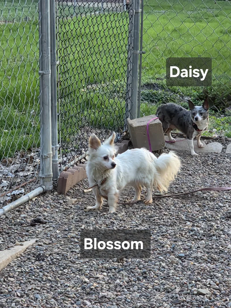 Blossom thumbnail 4
