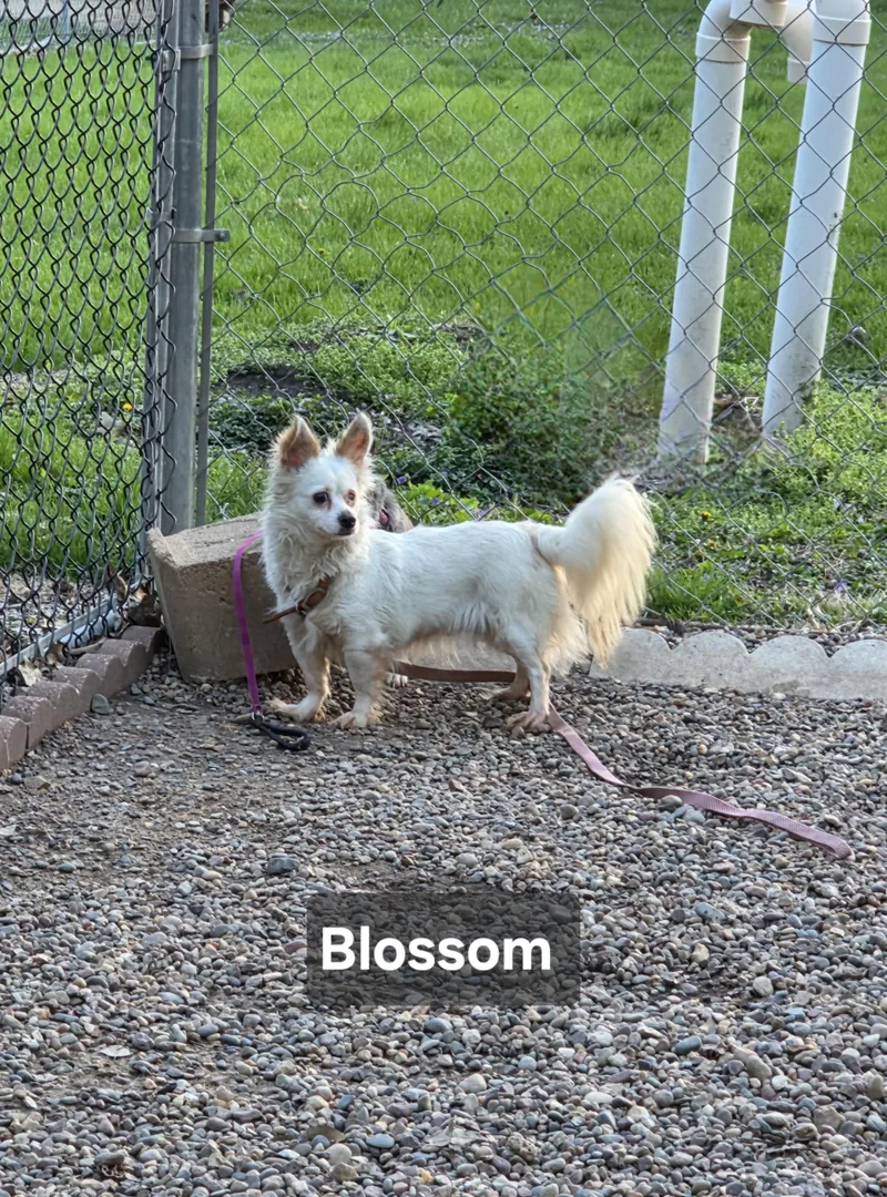 Blossom thumbnail 6