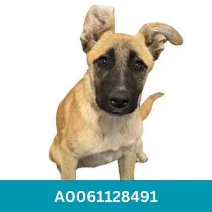 A baby large-sized female Brown / Chocolate Anatolian Shepherd dog named Godie for adoption in Red Bluff, CA