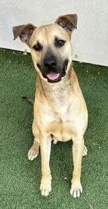 An adult medium-sized male Apricot / Beige American Staffordshire Terrier dog named Phineas for adoption in Denton, TX