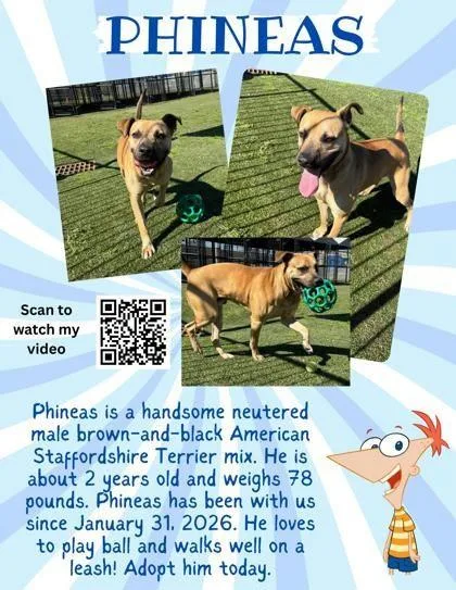 Phineas thumbnail 2