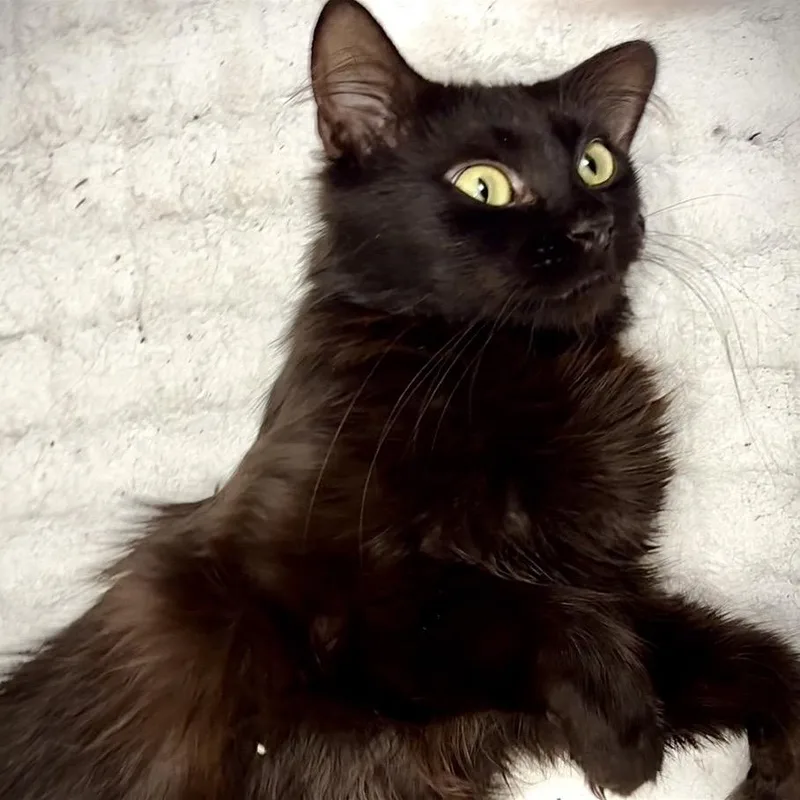 An adult small-sized female Black Domestic Medium Hair cat named Luna for adoption in Denison, TX