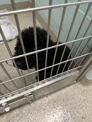 An adult small-sized male Poodle dog named Buddy for adoption in Fishers, IN