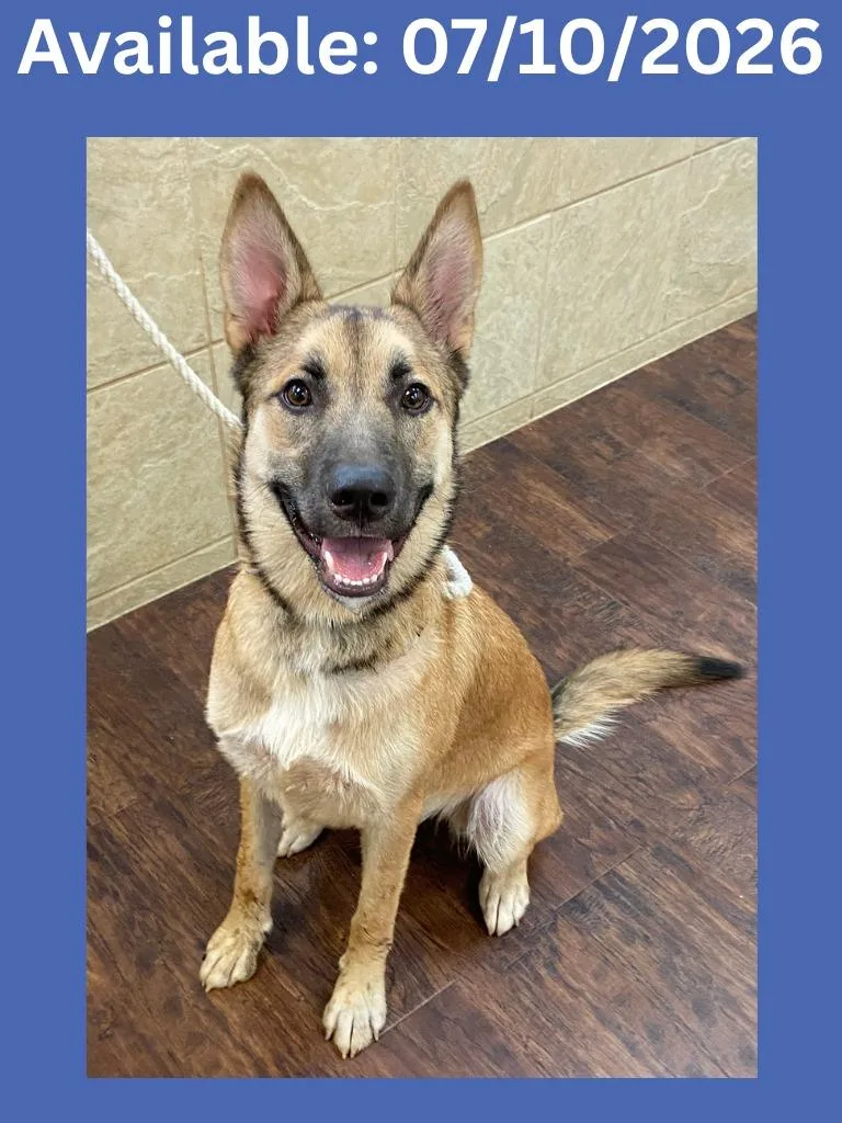 A young medium-sized male German Shepherd Dog dog named Dog Kennel for adoption in Greenville, TX