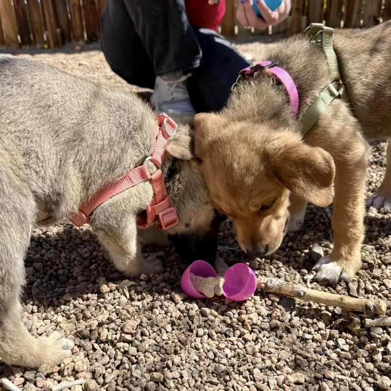 A baby small-sized male Brown / Chocolate Shepherd dog named Jasper for adoption in Fort Collins, CO