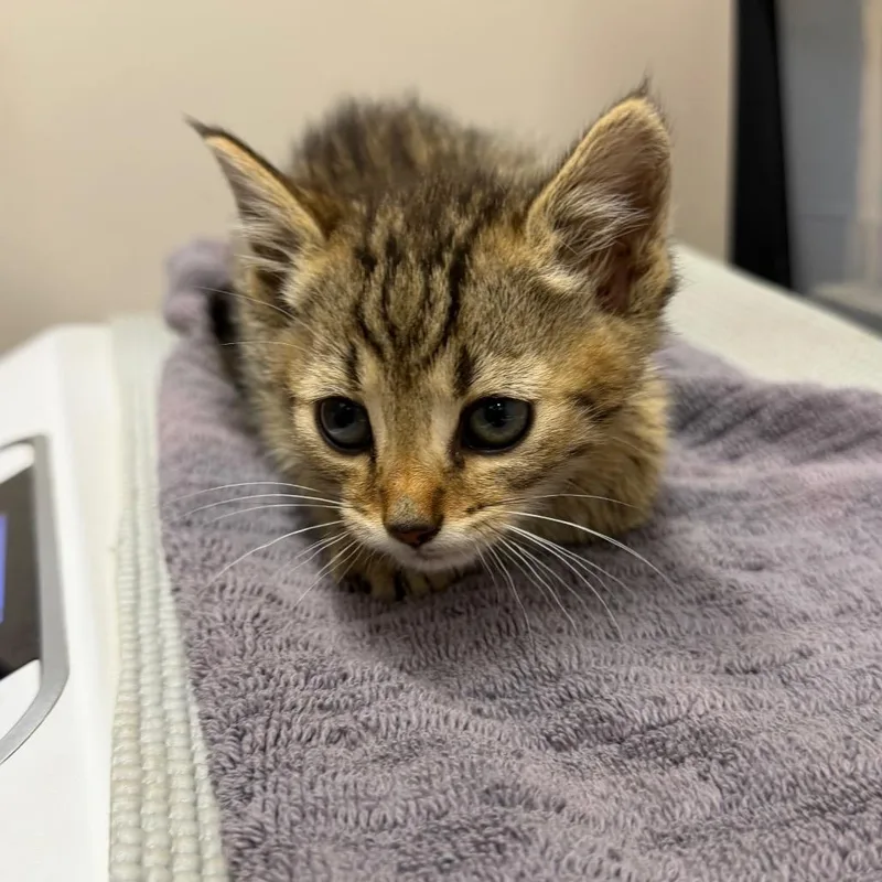 A baby small-sized male Brown / Chocolate Domestic Short Hair cat named Mudslide for adoption in Morganton, NC