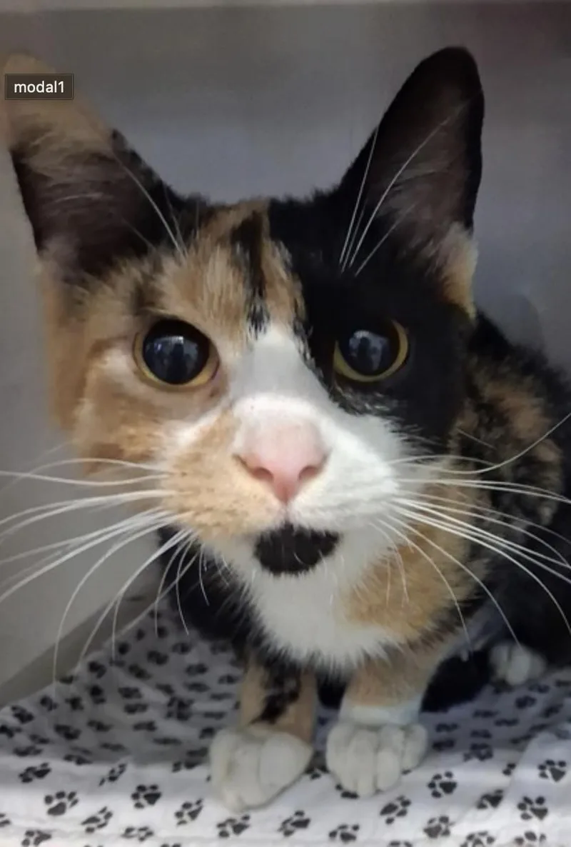 An adult small-sized female Tortoiseshell American Shorthair cat named Caramello for adoption in Marshall, NC