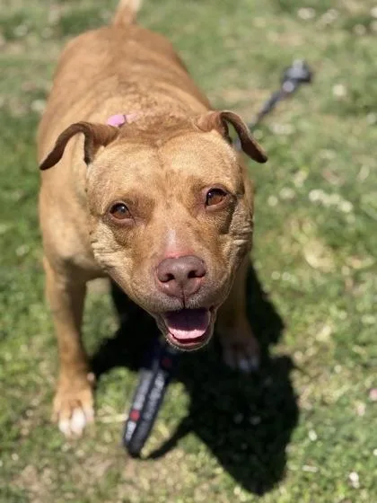 An adult large-sized female Mixed Breed dog named Lori for adoption in West Chester, PA