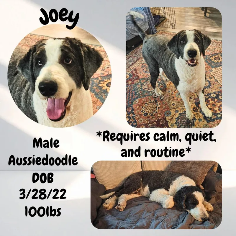 An adult large-sized male White / Cream Aussiedoodle dog named Joey for adoption in Caldwell, TX