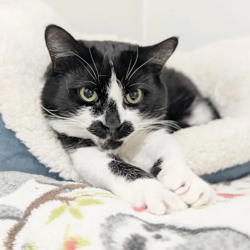 An adult large-sized female Black & White / Tuxedo Domestic Short Hair cat named Domino for adoption in Salem, MA