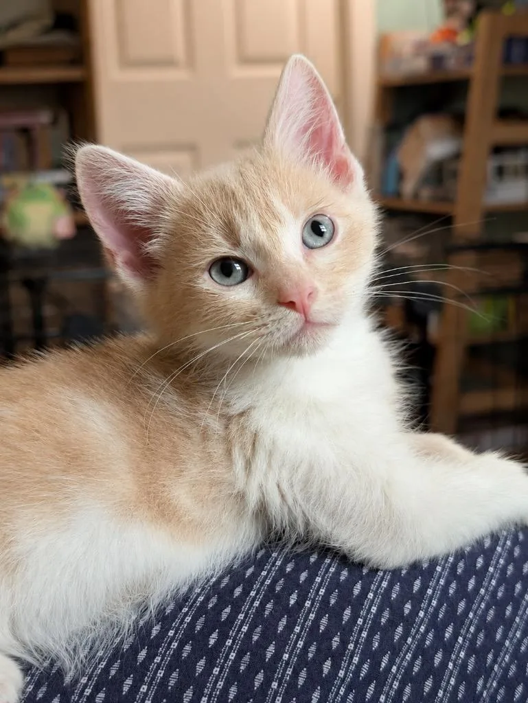 A baby small-sized male Domestic Short Hair cat named Dakota for adoption in Ewing, NJ
