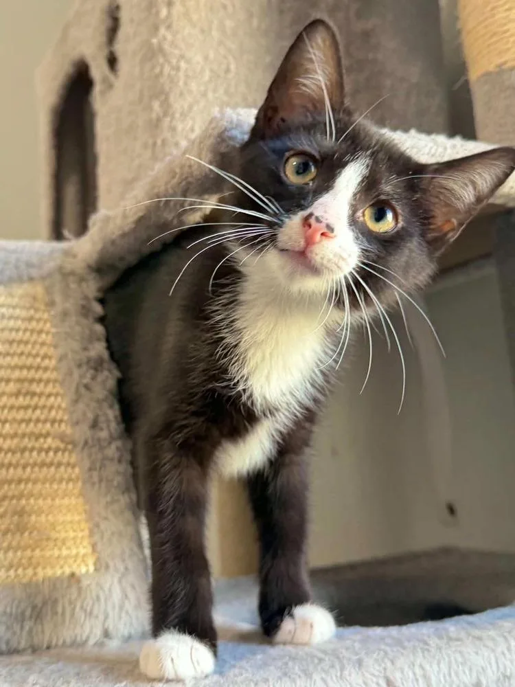 A baby small-sized male Black & White / Tuxedo Domestic Short Hair cat named Bologna for adoption in West Mifflin, PA
