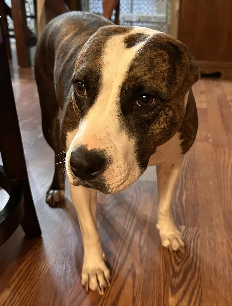 An adult large-sized female Pit Bull Terrier dog named Kallista for adoption in Boston, MA