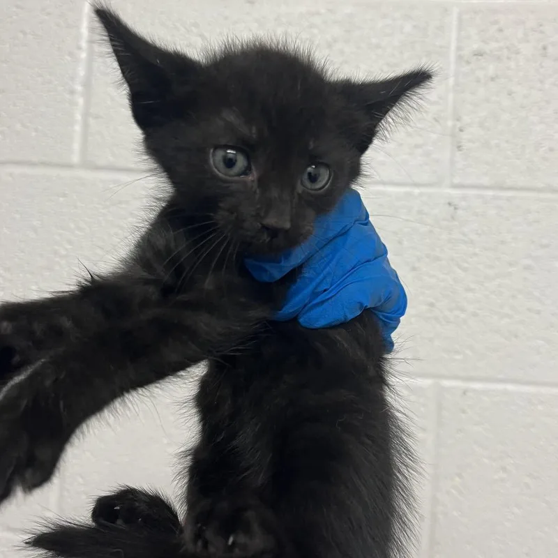 A baby small-sized female Domestic Short Hair cat named Paloma for adoption in Edinburg, TX