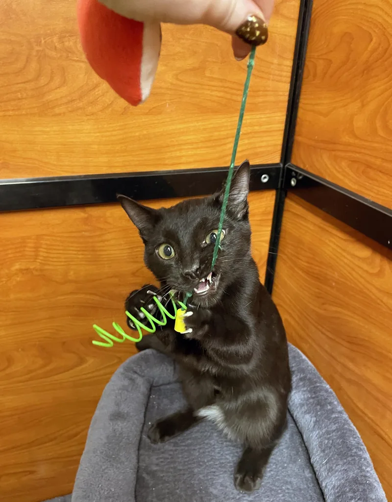 A baby small-sized male Black Domestic Short Hair cat named Kylo for adoption in Centerville, UT