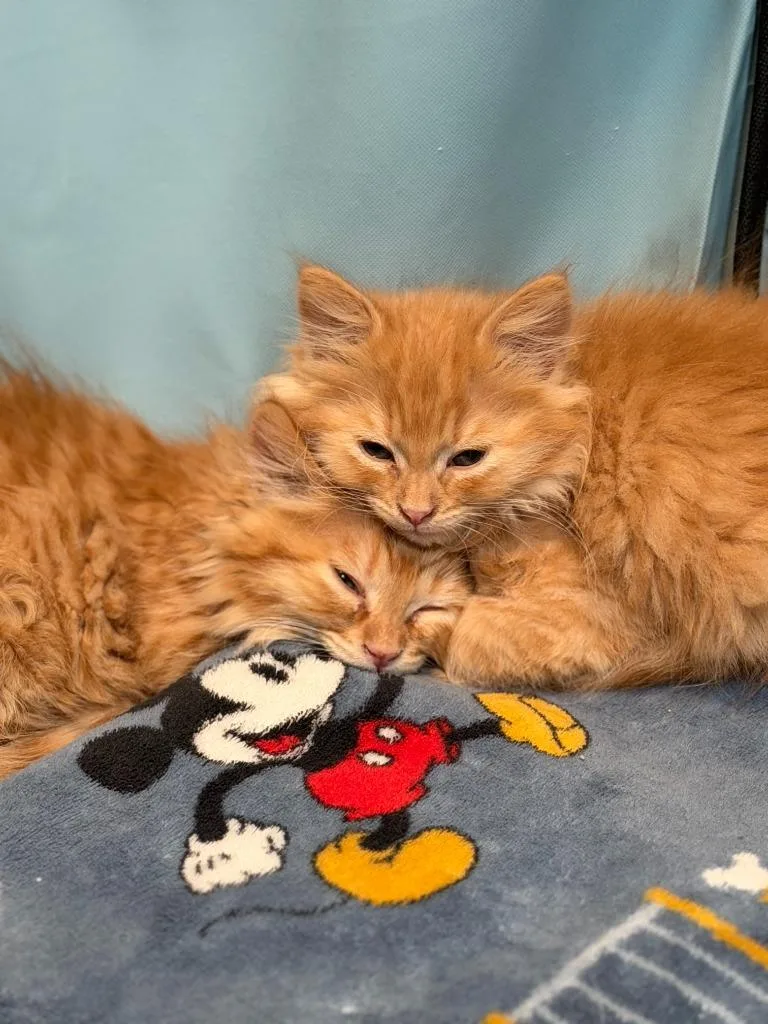 A baby small-sized female Domestic Long Hair cat named Pumpkin for adoption in Los Angeles, CA