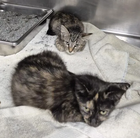 A baby small-sized female Domestic Short Hair cat named Tubi for adoption in Decatur, IL