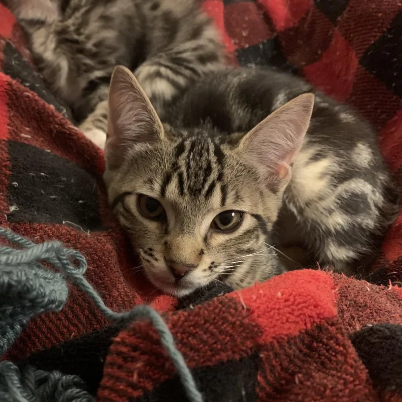 A baby medium-sized male Gray / Blue / Silver Domestic Short Hair cat named Ian for adoption in Springfield, OR