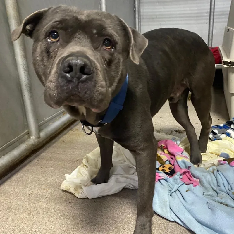 Big Max Pumpkin thumbnail 2