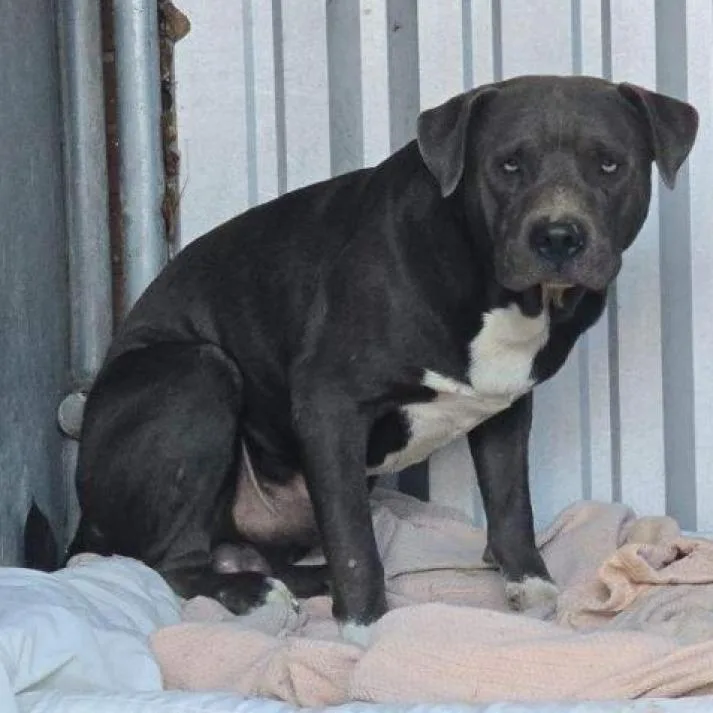 Big Max Pumpkin thumbnail 3