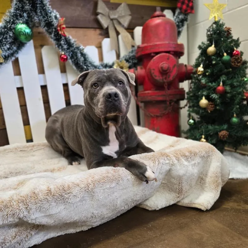 Big Max Pumpkin thumbnail 4