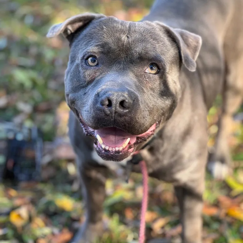 Big Max Pumpkin thumbnail 5