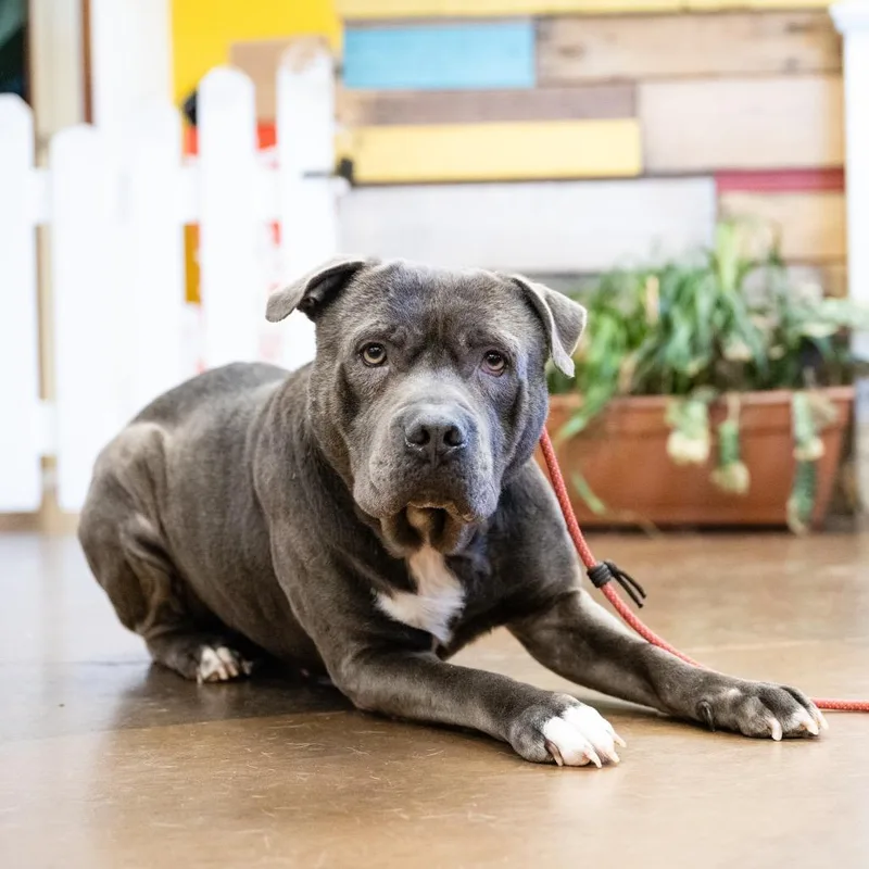 Big Max Pumpkin thumbnail 6