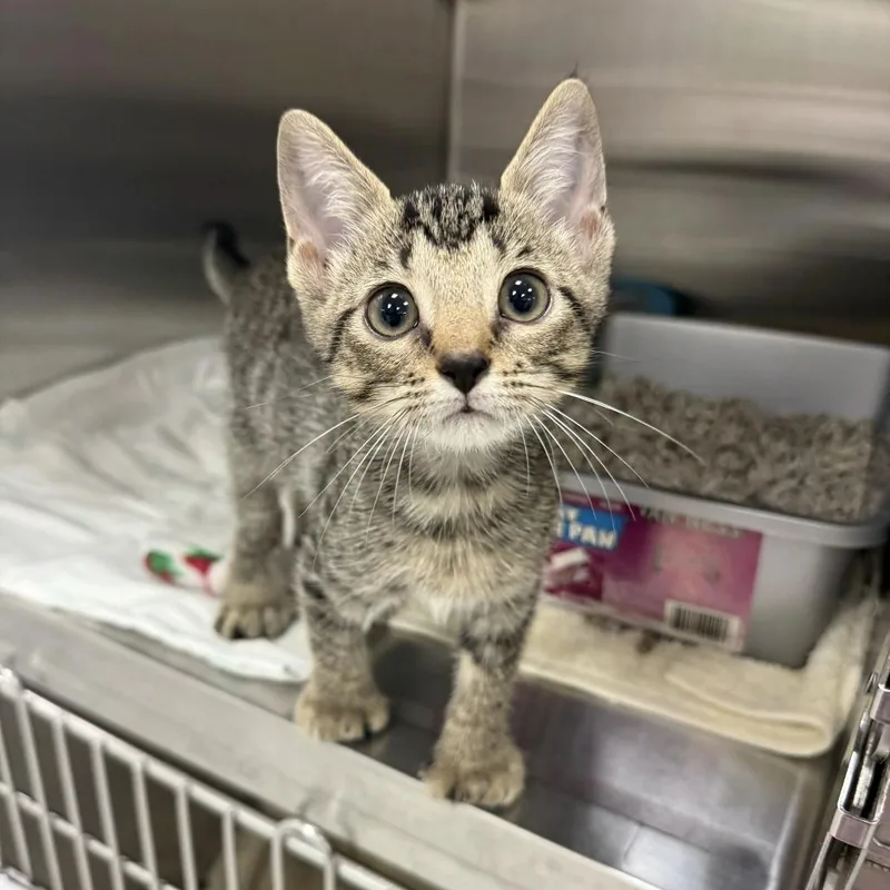 A baby small-sized female Brown / Chocolate Domestic Short Hair cat named Honey for adoption in Jupiter, FL