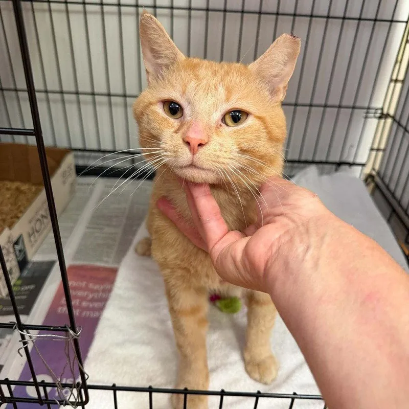 An adult medium-sized male Domestic Short Hair cat named Frankie for adoption in Candler, NC