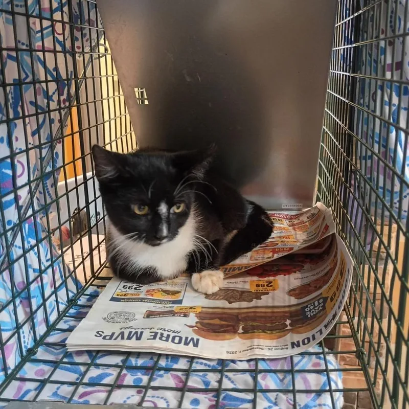 A baby small-sized male Black Domestic Short Hair cat named Somerset for adoption in Lynchburg, VA
