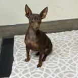 An adult small-sized female Brown / Chocolate Miniature Pinscher dog named Paris for adoption in Pasadena, CA