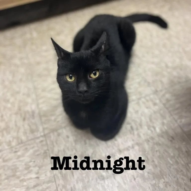An adult medium-sized female Black Domestic Short Hair cat named Midnight for adoption in Spring Lake, NJ