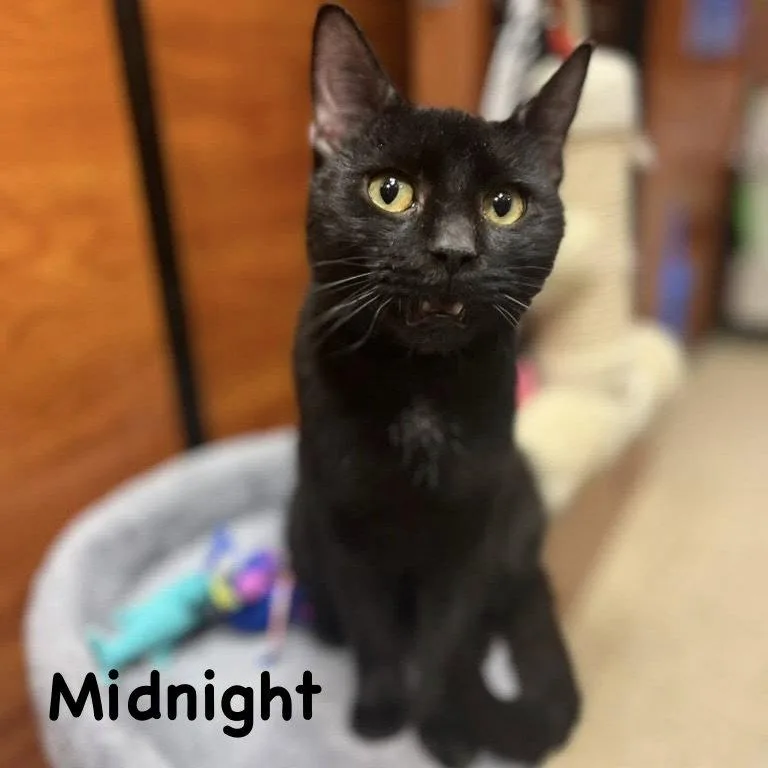 Midnight thumbnail 2