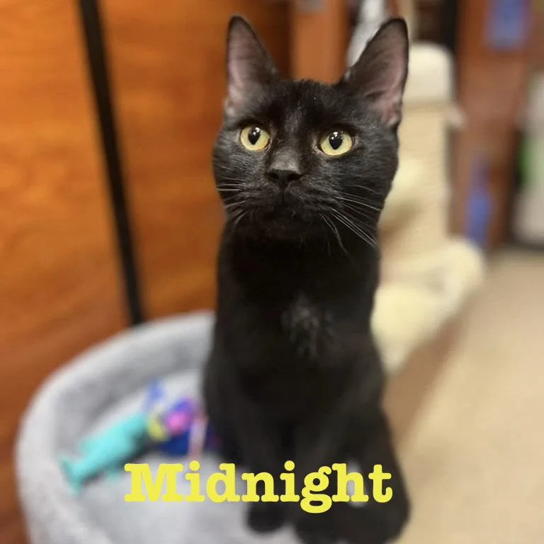 Midnight thumbnail 3