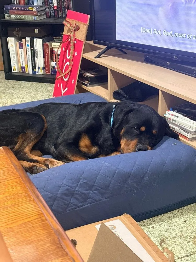 An adult large-sized male Brown / Chocolate Rottweiler dog named Walter Blackwell for adoption in Plymouth, MN