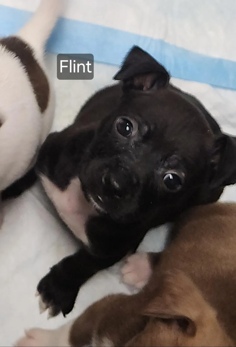 Flint