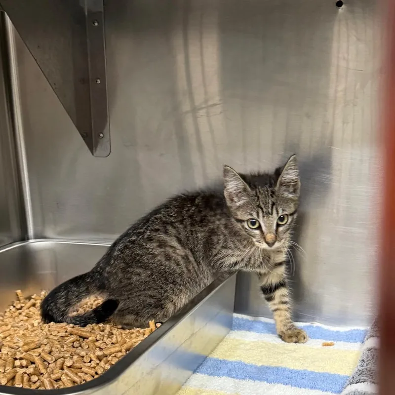 A baby small-sized female Brown / Chocolate Domestic Short Hair cat named Birch for adoption in Pensacola, FL