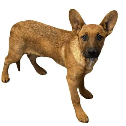 A baby medium-sized female Shepherd dog named Wanda for adoption in Red Bluff, CA