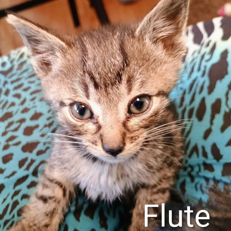 A baby small-sized male Brown / Chocolate Domestic Short Hair cat named Flute for adoption in Wappingers Falls, NY