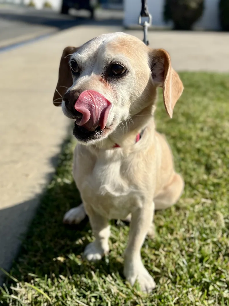 Dumbo + Butterscotch thumbnail 2