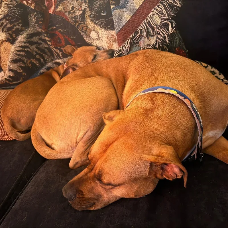 Chickfila Sauce thumbnail 3