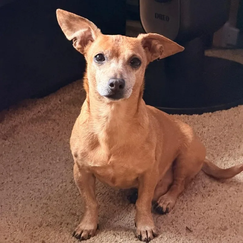 Chickfila Sauce thumbnail 4