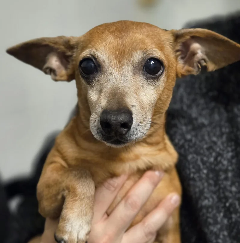 Chickfila Sauce thumbnail 5