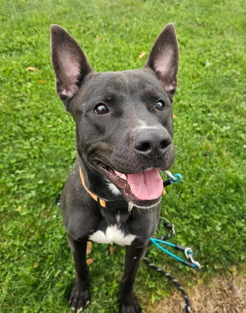 An adult large-sized male German Shepherd Dog dog named Atticus for adoption in Mount Gilead, OH
