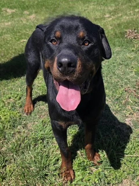 Bubba