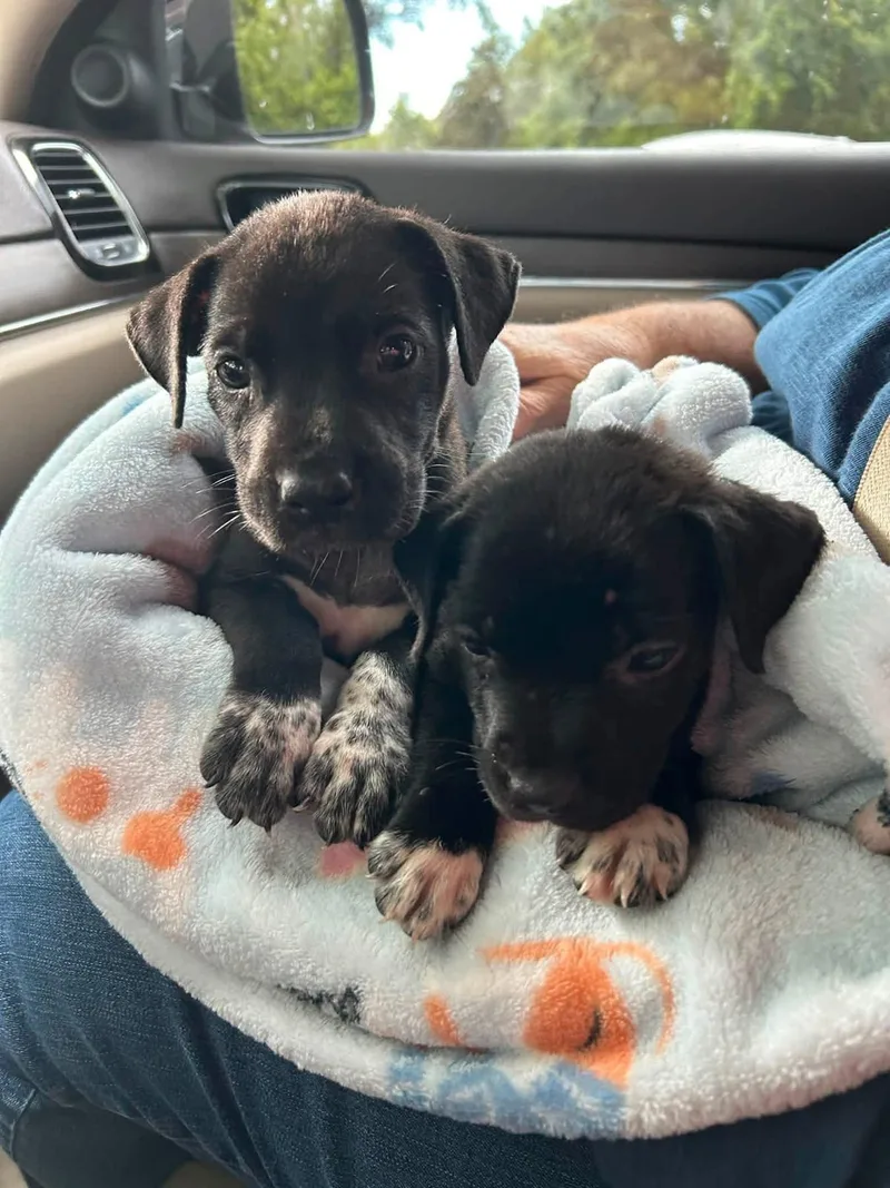 A baby medium-sized female Labrador Retriever dog named Lilo and Stitch for adoption in Saint Petersburg, FL