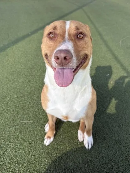 Cherry Blossom thumbnail 2