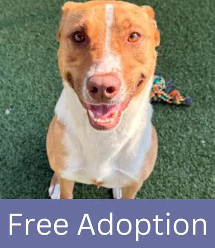 Cherry Blossom thumbnail 3